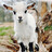 GoatsSpicyMama