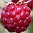 Raspberry